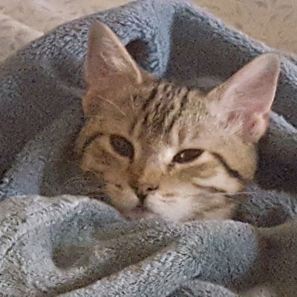 Meet your Posher, Cynthia